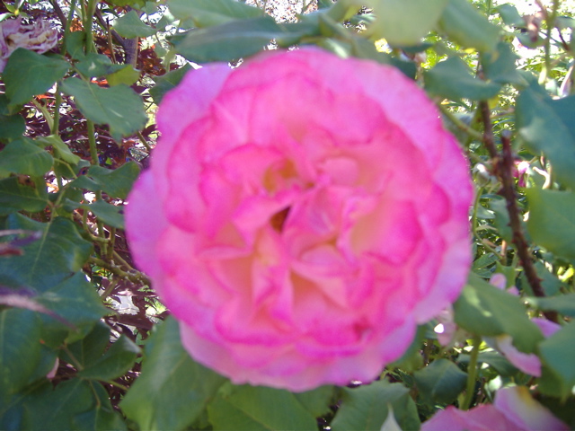 DSCF0468